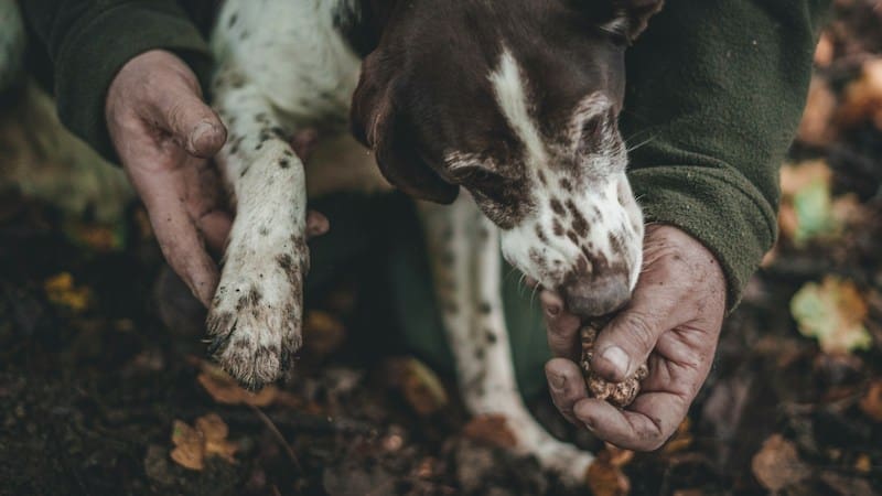 cane da tartufo che annusa un tartufo